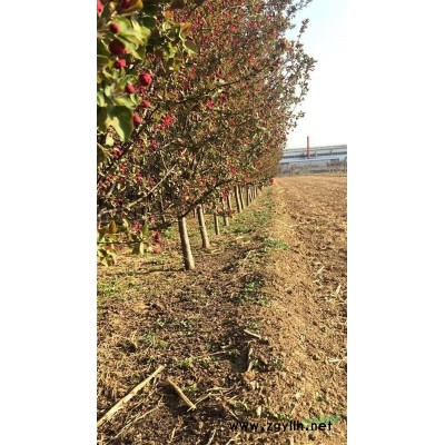 天津北美亞當海棠5-8公分左右