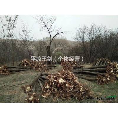 甘肅供應，刺槐，油松，國槐，香花槐，云杉，樟子松等各類苗木