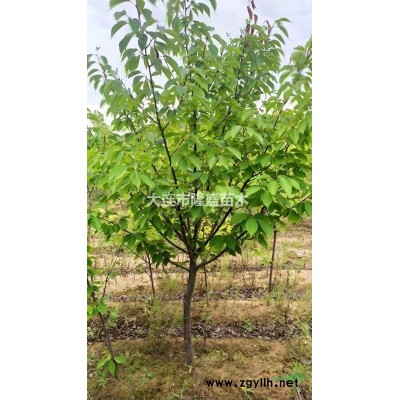 大連本地4-6cm京桃樹大量處理