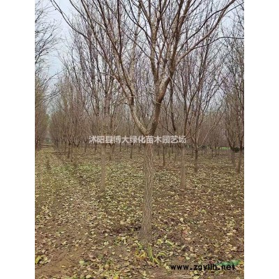 金葉女貞球價格 50冠幅金葉女貞毛球批發(fā)價格 易栽易成活