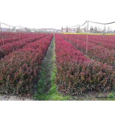 4公分美國紫薇價格45元