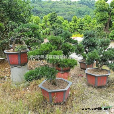 福建大小規(guī)格龍眼樹批發(fā)