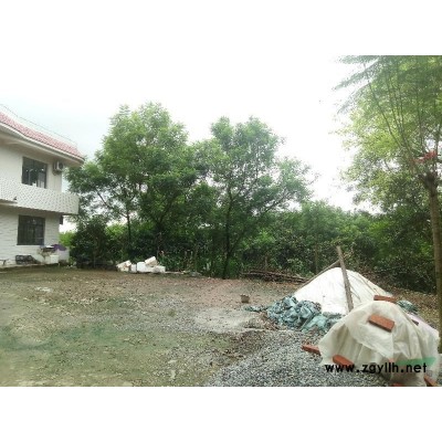 重慶合川藍(lán)花楹出售