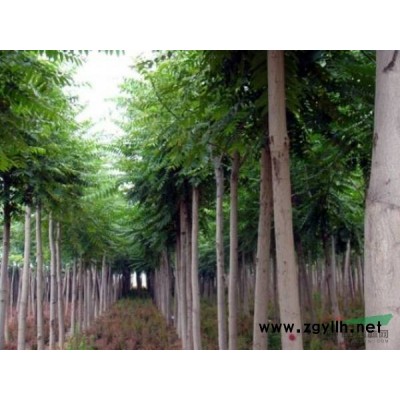 安徽滁州來安樸樹12—35公分