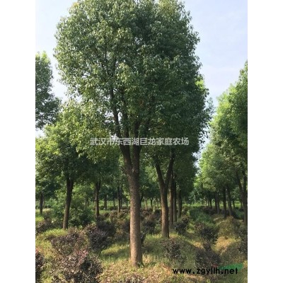 武漢東西湖供應移栽全冠香樟