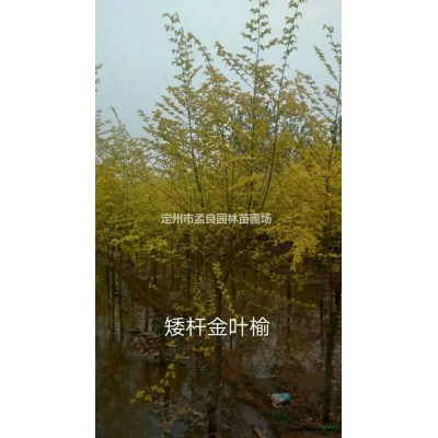 賣；側柏，沙地柏，檜柏，檜柏球，衛矛，水蠟