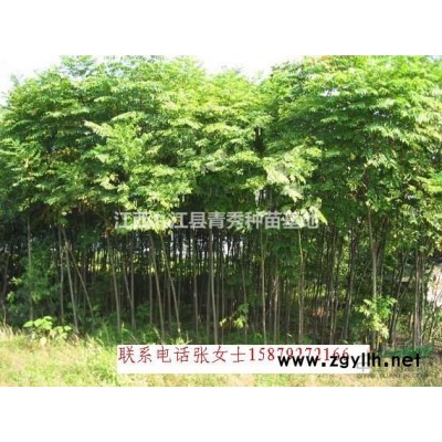 江西九江大葉女貞苗木出售，大葉女貞批發，大葉女貞供貨電話