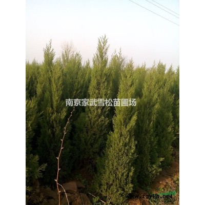 白玉蘭基地 各種規格白玉蘭