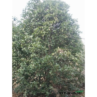 自家苗圃紅葉石楠精品球