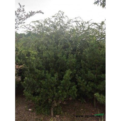 福建地區供應1-2-3公分羅漢松