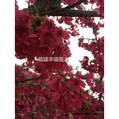 福建山櫻花小苗，哪里有福建山櫻花小苗，大量提供福建山櫻花小苗