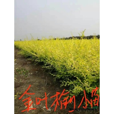 專供：金葉榆，