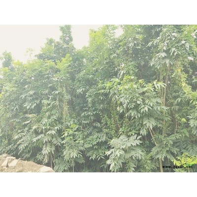 無患子六年成樹