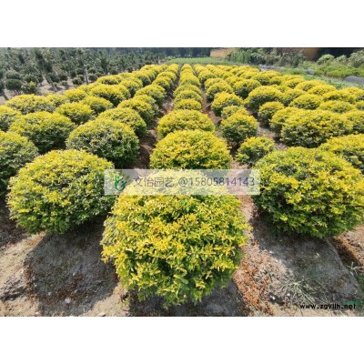 山麻桿-多種規格