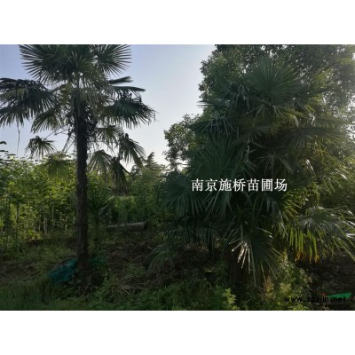 1.5米高雪松、2米高雪松上車價(jià)格