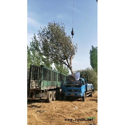 張家口地區供應10～20公分海棠樹