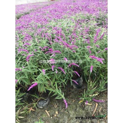 紅檵木百萬種植基地，紅檵木杯苗，紅檵木價格