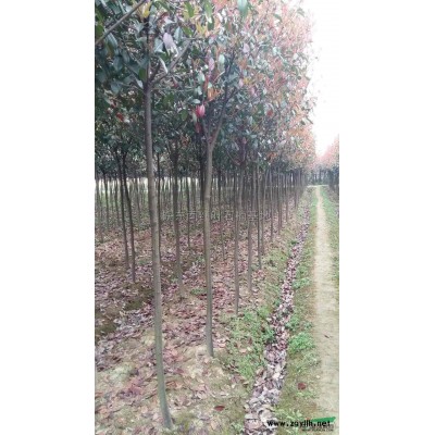 低價出售地徑2-6公分紅葉石楠