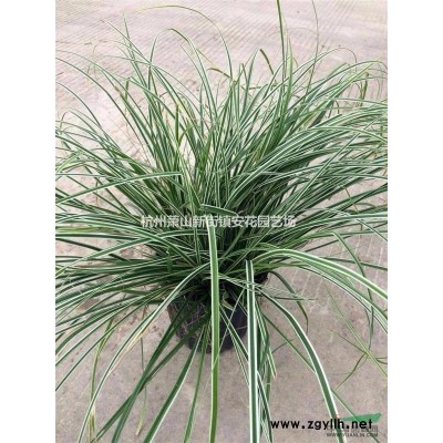 本苗場供應精品雞爪槭