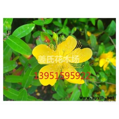 多種規(guī)格的紅花薔薇 白花薔薇 無刺薔薇快寄*