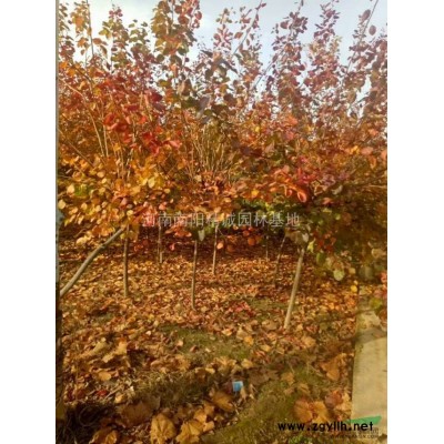 大量出售2/3/4一*五角楓