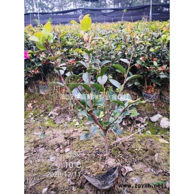 法國冬青1.5—1.8米湖北基地直供河南陜西四川湖南