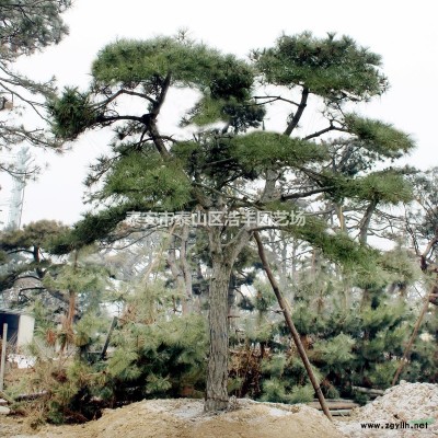 園林批發(fā)景觀綠化北方造型松樹高度1.5-2.5米道路綠化黑松
