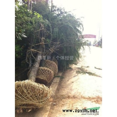 供應南京雪松*低價自家苗量大優惠