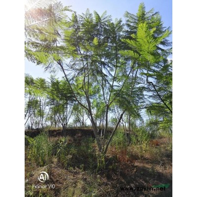 重慶市璧山區供應蜘蛛蘭