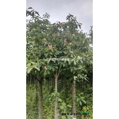 九江地區供應移植香樟