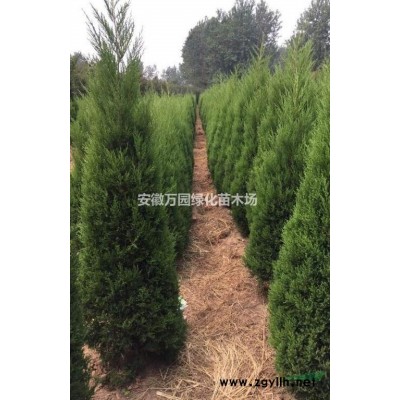 河南2米蜀檜，檜柏價格