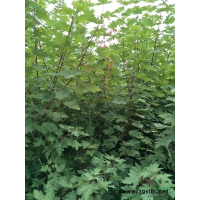 大量供應紅豆杉