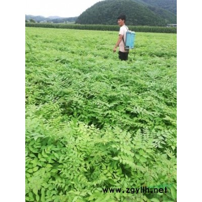 綠褲刺嫩芽小苗