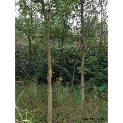 高桿紅葉石楠 2公分高桿紅葉石楠 九江2公分高桿紅葉石楠