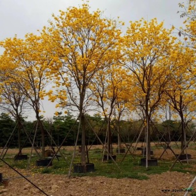 精品 黃花風鈴木 20公分 假植苗 袋苗 數量100多棵