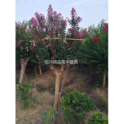 優(yōu)質(zhì)特價紅花紫薇15產(chǎn)地直銷