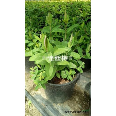 江蘇常州火焰南天竹/江蘇紅點紅楓基地直銷