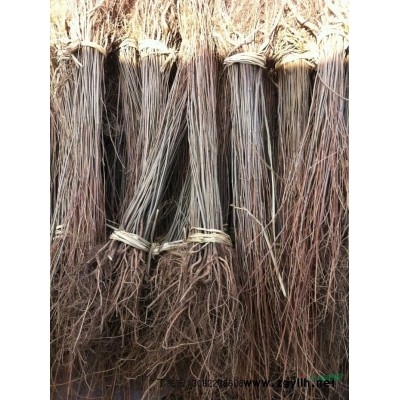 紫穗槐東北*大紫穗槐基地 一手貨源