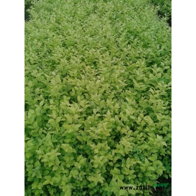 湖南金邊黃楊出售 金邊黃楊報價