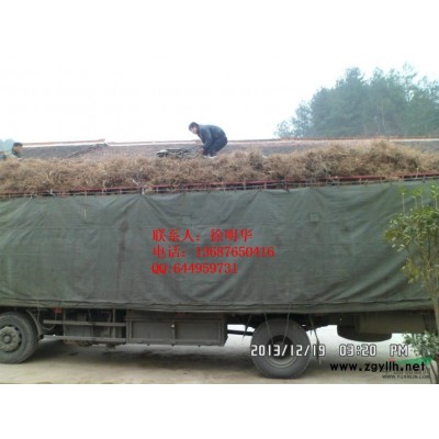 處理櫻花小苗(100萬)