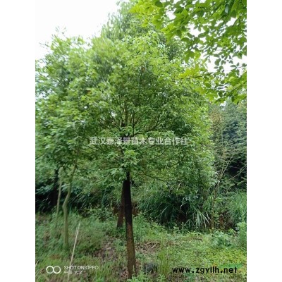 供應(yīng)5公分櫻花