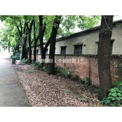 28年香樟樹周長1.58m直徑0.5m出售