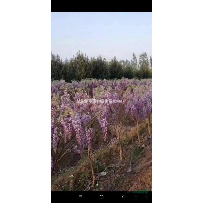 江蘇沭陽北海道黃楊大量低價供應(yīng)