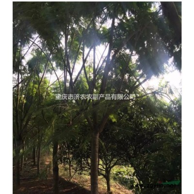 重慶出售藍花楹  桂花樹