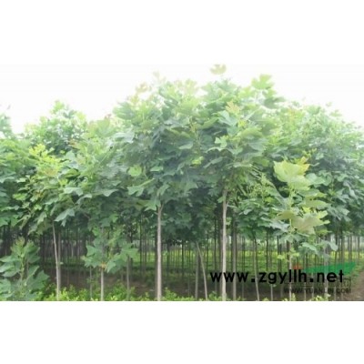 一年生大葉女貞小苗