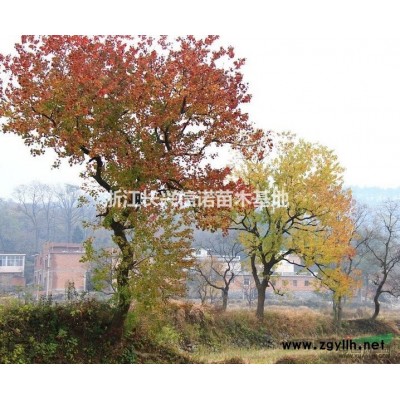 浙江優(yōu)質(zhì)烏桕供應(yīng)