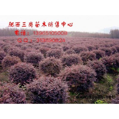 紅葉李、桂花、國槐