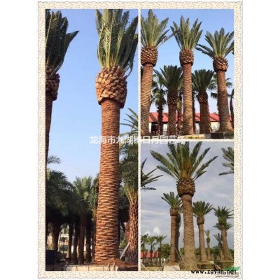 金邊假連翹球 黃金路球袋苗 黃金路地被 自產(chǎn)自銷(xiāo)