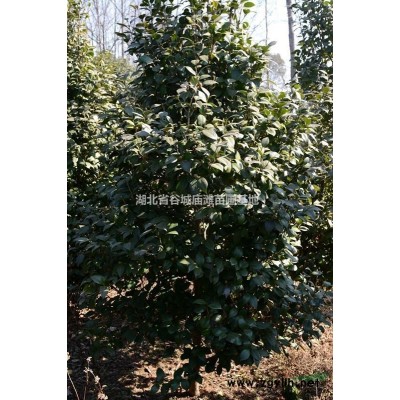 出售山茶花地徑3至8公分，高50公分至2.5米