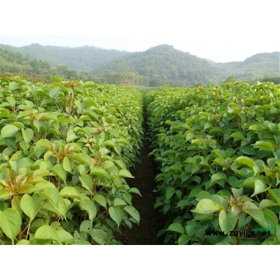 九江地區供應無刺構骨球